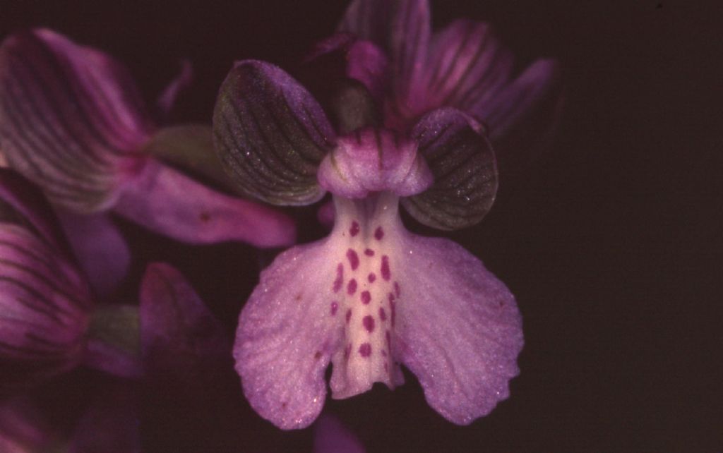 Anacamptis morio